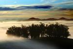Hills, Trees, Fog, Clouds, Morning, Eucalyptus Trees, NPND03_189
