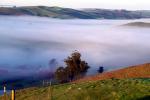 Hills, Trees, Fog, Clouds, Morning, Eucalyptus Trees, Mountains, NPND03_198