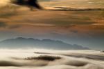 Morning, Hills, Trees, Fog, Clouds, Eucalyptus Trees, Sonoma Mountains