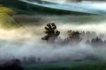 Morning, Hills, Trees, Fog, Eucalyptus Trees, NPND03_212
