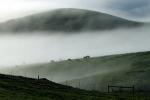 Grazing Cows, Morning, Fog, Hills, Clouds, bucolic, fence, NPND03_233