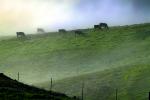 Grazing Cows, Morning, Fog, Hills, Clouds, bucolic, fence, NPND03_234