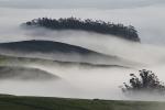 Hills, Fog, Clouds, Morning, Eucalyptus Trees, NPND03_248