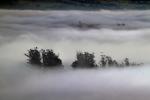 Hills, Fog, Clouds, Morning, Eucalyptus Trees, NPND03_249