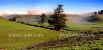Hills, Fog, Clouds, Morning, Eucalyptus Trees, fence, NPND03_252