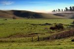 Hills, Trees, Morning, Fog, Fence, Cows, NPND03_253