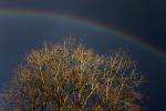 Bare Tree, Rainbow, Bloomfield, Sonoma County
