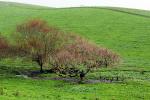 Bare trees, hills, springtime, fields, grass, NPND03_262