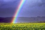 Rainbow, Yellow Flower Fields, hills, clouds, raincloud, NPND03_282