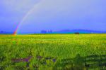 Rainbow, Yellow Flower Fields, hills, clouds, NPND03_284