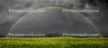 Full Rainbow, Yellow Flower Fields, hills, dark clouds, Panorama