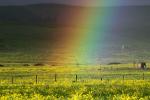 Rainbow, Yellow Flower Fields, hills, clouds, fence, NPND03_287