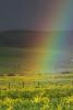 Rainbow, Yellow Flower Fields, hills, clouds, fence, NPND03_289
