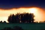 Clouds, Sunset, Eucalyptus Trees, NPND03_298