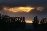 Sunset, Eucalyptus Trees, clouds