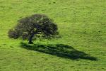 Lone Tree, Field, Shadow, Hills