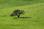 Lone Tree, Field, Shadow, Hills, NPND04_017