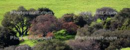 Hills, Grass Fields, Trees, Forest, Valley, Panorama, NPND04_028