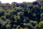 Trees, Forests, Hills, NPND04_029