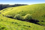 Field, Hills, Springtime, Trees, Two-Rock, Sonoma County, Hillside