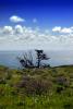 Cypress Tree, Grass Field, Hills, clouds, Marin County, Pacific Ocean, NPND04_040