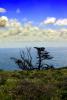 Cypress Tree, Grass Field, Hills, clouds, Marin County, Pacific Ocean