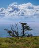 Fields, Hills, clouds, Marin County, Pacific Ocean, NPND04_042