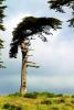 Cypress Tree, Marin County