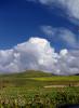 Fields, Hills, Marin County, Cumulus Clouds