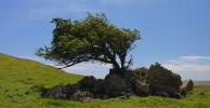Tree in a Rock, Bodega, Sonoma County, NPND04_048