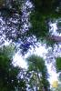 Redwood Trees, Looking-Up