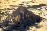 Golden Cacophony of Form, Beach, Wave, Sonoma County Coast, Wet, Liquid, Water