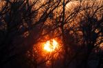 Sun, Bare Tree, NPND04_166