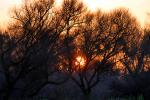 Sun, Bare Tree, NPND04_167