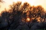 Sun, Bare Tree, NPND04_168