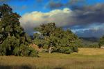 Oak Tree, Bolinas, Marin County, California, NPND04_175