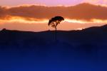 Lone Tree, Sonoma County, California