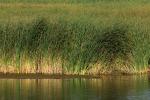 Wetlands, reeds, plants, Novato, California, Marin County