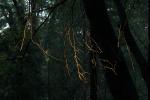 In the dark mystical redwood forest.