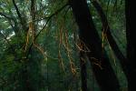 In the dark mystical redwood forest, NPND04_220