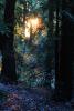 In the dark mystical redwood forest, NPND04_222