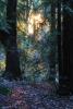 In the dark mystical redwood forest, NPND04_223