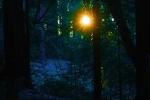In the dark mystical redwood forest, NPND04_224