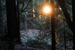 In the dark mystical redwood forest, NPND04_225