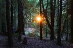 In the dark mystical redwood forest