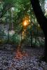 In the dark mystical redwood forest, NPND04_227