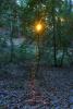 Sun Poking Thru a dark mystical redwood forest