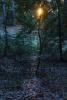 Sun Shines Thru a dark mystical redwood forest