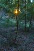 Sun Poking Thru a dark redwood forest, NPND04_233