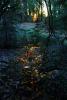In the dark mystical redwood forest., NPND04_236